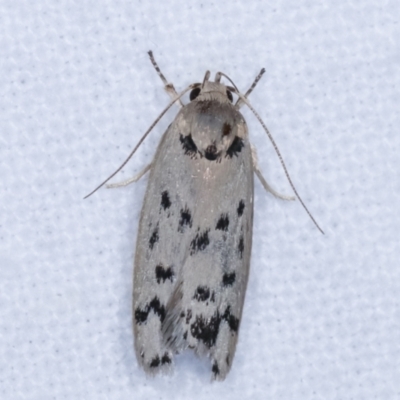 Ericibdela delotis (A Concealer moth (Wingia group)) at Melba, ACT - 18 Dec 2020 by kasiaaus