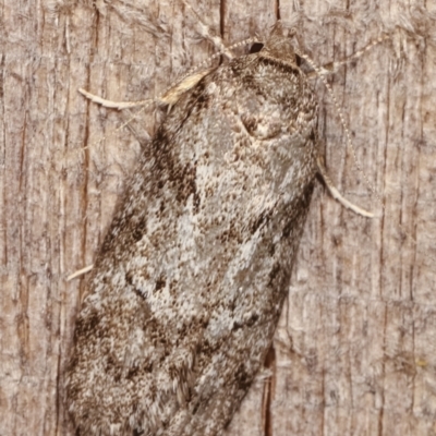 Philobota philostaura (A Concealer moth (Philobota group)) at Melba, ACT - 18 Dec 2020 by kasiaaus