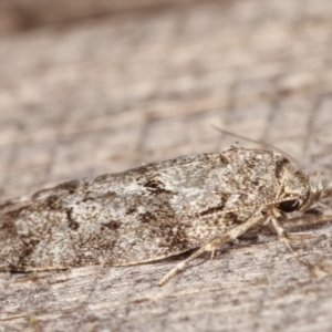 Philobota philostaura at Melba, ACT - 18 Dec 2020