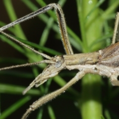 Zaprochilus australis (Twig-mimic katydid) at ANBG - 3 Jan 2021 by TimL