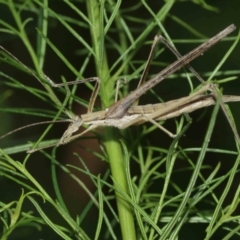 Zaprochilus australis at Acton, ACT - 3 Jan 2021