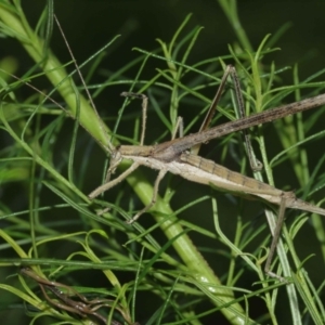 Zaprochilus australis at Acton, ACT - 3 Jan 2021