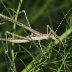 Zaprochilus australis at Acton, ACT - 3 Jan 2021