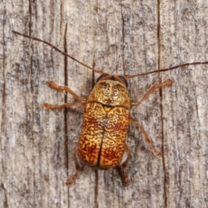 Aporocera (Aporocera) melanocephala at Melba, ACT - 18 Dec 2020 11:35 PM