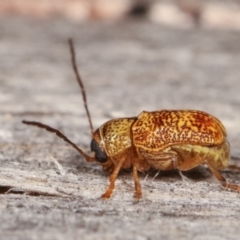 Aporocera (Aporocera) melanocephala at Melba, ACT - 18 Dec 2020 11:35 PM