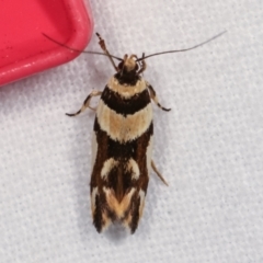 Macrobathra desmotoma ( A Cosmet moth) at Melba, ACT - 18 Dec 2020 by kasiaaus