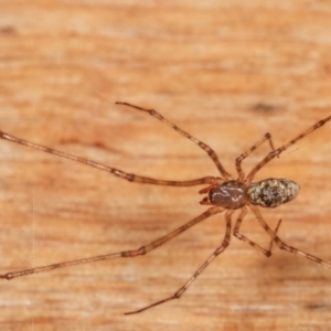 Cryptachaea gigantipes at Melba, ACT - 18 Dec 2020 11:46 PM