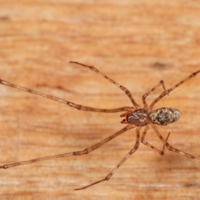Cryptachaea gigantipes (White porch spider) at Melba, ACT - 18 Dec 2020 by kasiaaus