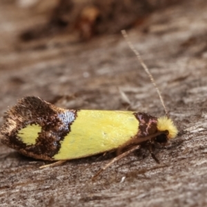 Edosa fraudulens at Melba, ACT - 18 Dec 2020 11:54 PM