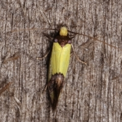 Edosa fraudulens at Melba, ACT - 18 Dec 2020 11:54 PM