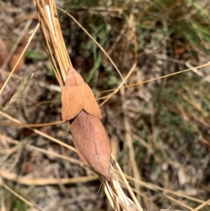 Pararguda nasuta at Murrumbateman, NSW - 3 Jan 2021 04:15 PM