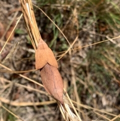 Pararguda nasuta (Wattle Snout Moth) at Murrumbateman, NSW - 3 Jan 2021 by SimoneC