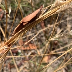 Pararguda nasuta at Murrumbateman, NSW - 3 Jan 2021 04:15 PM