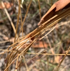 Pararguda nasuta at Murrumbateman, NSW - 3 Jan 2021 04:15 PM