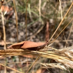 Pararguda nasuta at Murrumbateman, NSW - 3 Jan 2021
