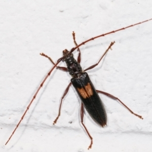 Epithora dorsalis at Melba, ACT - 18 Dec 2020 11:13 PM