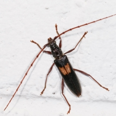 Epithora dorsalis (Longicorn Beetle) at Melba, ACT - 18 Dec 2020 by kasiaaus