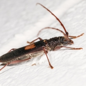 Epithora dorsalis at Melba, ACT - 18 Dec 2020 11:13 PM