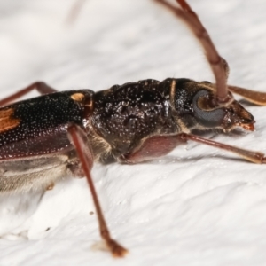 Epithora dorsalis at Melba, ACT - 18 Dec 2020