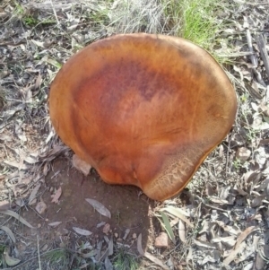 Phlebopus marginatus at Yass River, NSW - suppressed