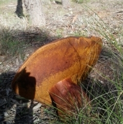 Phlebopus marginatus at Yass River, NSW - suppressed