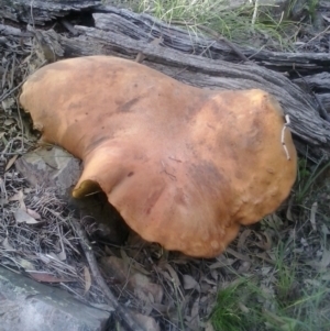 Phlebopus marginatus at Yass River, NSW - suppressed