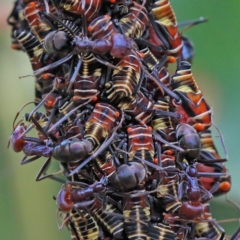 Iridomyrmex purpureus (Meat Ant) at O'Connor, ACT - 30 Nov 2020 by ConBoekel