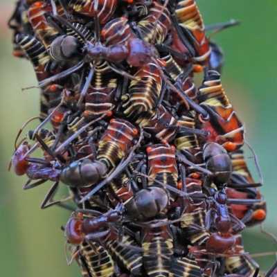 Iridomyrmex purpureus (Meat Ant) at Dryandra St Woodland - 29 Nov 2020 by ConBoekel