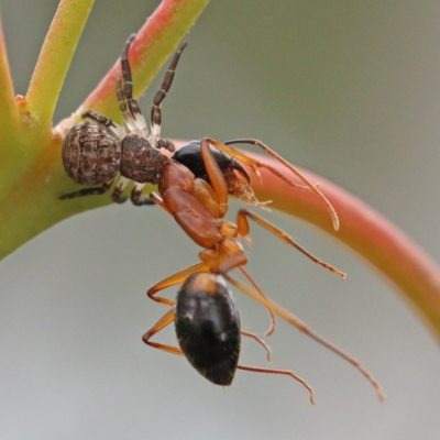 Cymbacha sp (genus) (A crab spider) at Dryandra St Woodland - 29 Nov 2020 by ConBoekel