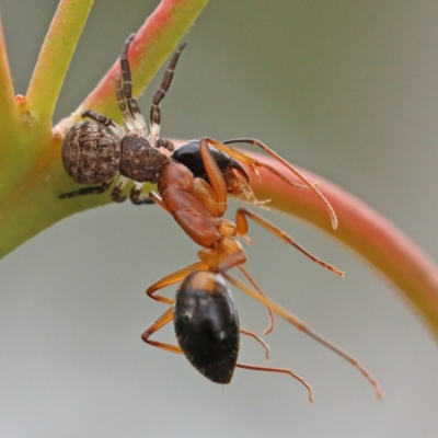 Camponotus consobrinus (Banded sugar ant) at O'Connor, ACT - 29 Nov 2020 by ConBoekel