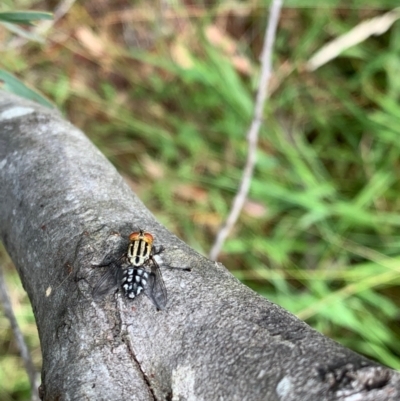 Sarcophagidae (family) (Unidentified flesh fly) at Murrumbateman, NSW - 3 Jan 2021 by SimoneC