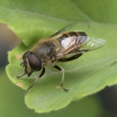 Eristalis tenax (Drone fly) at Higgins, ACT - 2 Jan 2021 by AlisonMilton
