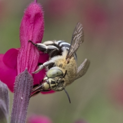 Amegilla (Zonamegilla) asserta (Blue Banded Bee) at Higgins, ACT - 20 Dec 2020 by AlisonMilton