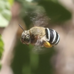 Amegilla (Zonamegilla) asserta at Higgins, ACT - 20 Dec 2020