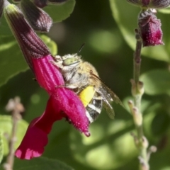 Amegilla (Zonamegilla) asserta at Higgins, ACT - 20 Dec 2020