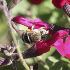 Amegilla (Zonamegilla) asserta at Higgins, ACT - 20 Dec 2020