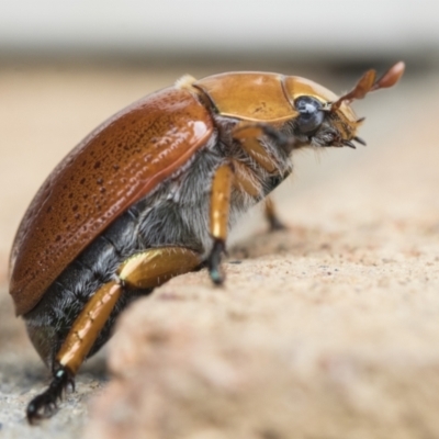 Anoplognathus porosus (Porosus Christmas beetle) at Higgins, ACT - 2 Jan 2021 by AlisonMilton