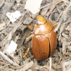 Anoplognathus porosus at Higgins, ACT - 2 Jan 2021 03:35 PM