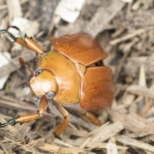 Anoplognathus porosus at Higgins, ACT - 2 Jan 2021 03:35 PM