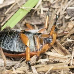 Anoplognathus porosus at Higgins, ACT - 2 Jan 2021