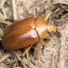 Anoplognathus porosus at Higgins, ACT - 2 Jan 2021