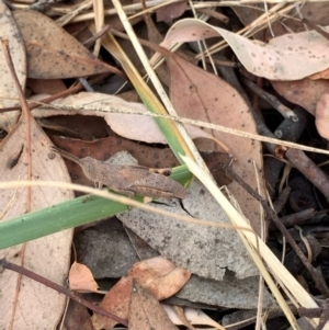 Goniaea opomaloides at Murrumbateman, NSW - 3 Jan 2021