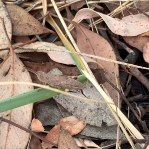 Goniaea opomaloides at Murrumbateman, NSW - 3 Jan 2021 04:11 PM