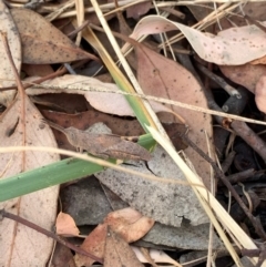 Goniaea opomaloides (Mimetic Gumleaf Grasshopper) at Murrumbateman, NSW - 3 Jan 2021 by SimoneC
