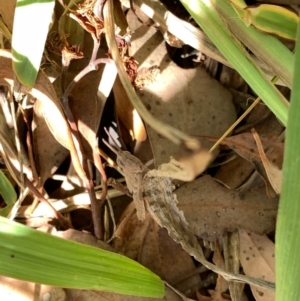 Goniaea opomaloides at Murrumbateman, NSW - 3 Jan 2021 04:11 PM