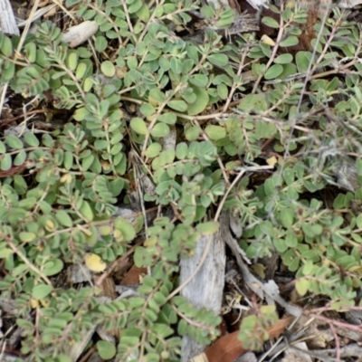 Euphorbia dallachyana (Mat Spurge, Caustic Weed) at Weston, ACT - 11 Dec 2020 by AliceH