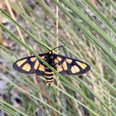 Amata (genus) (Handmaiden Moth) at Tidbinbilla Nature Reserve - 1 Jan 2021 by AndrewCB