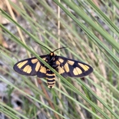 Amata (genus) (Handmaiden Moth) at Paddys River, ACT - 1 Jan 2021 by AndrewCB