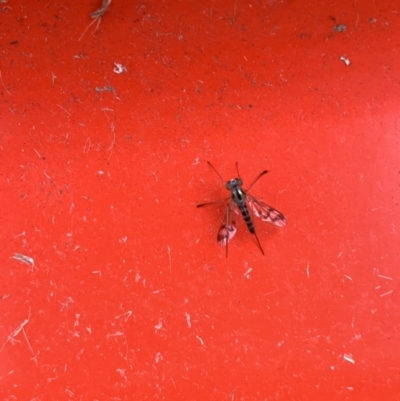 Heteropsilopus ingenuus (A long-legged fly) at Murrumbateman, NSW - 2 Jan 2021 by SimoneC