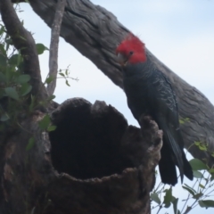 Callocephalon fimbriatum (Gang-gang Cockatoo) at GG130 - 3 Jan 2021 by roymcd